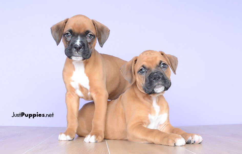 Puppies for Sale Orlando FL