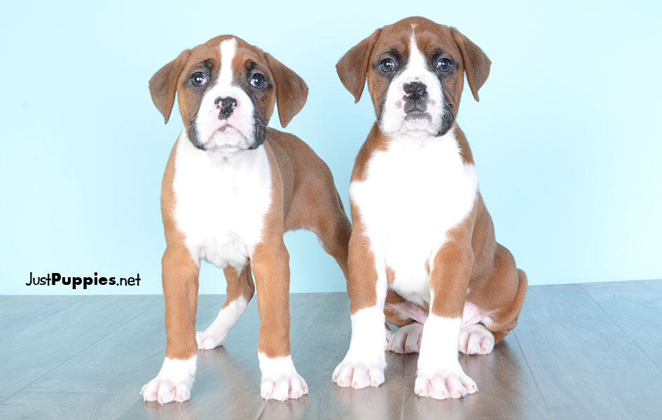 Puppies for Sale Orlando FL