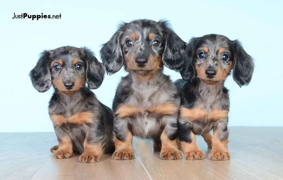 dachshund puppies