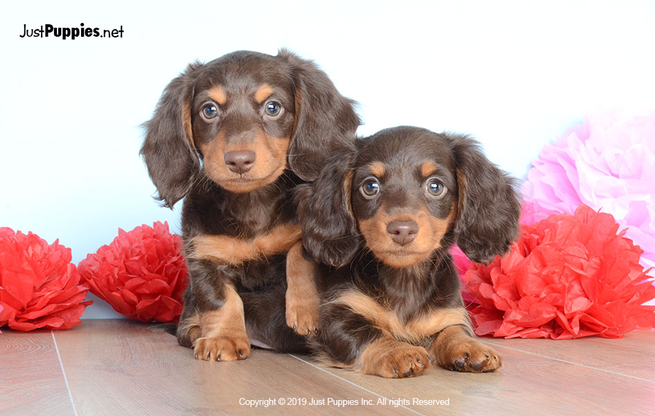 Puppies for Sale Orlando FL Available Puppies