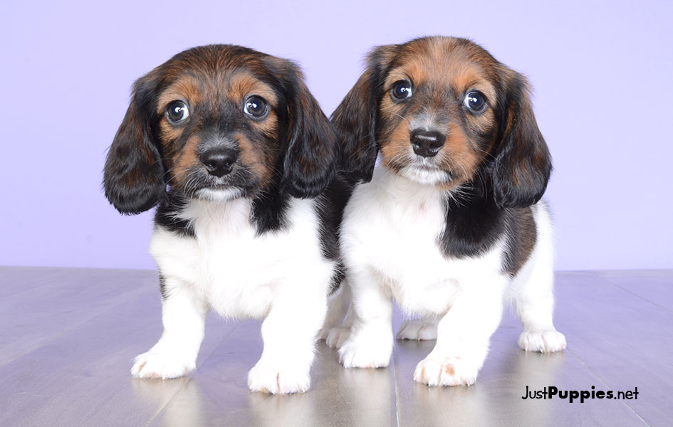 Puppies for Sale Orlando FL