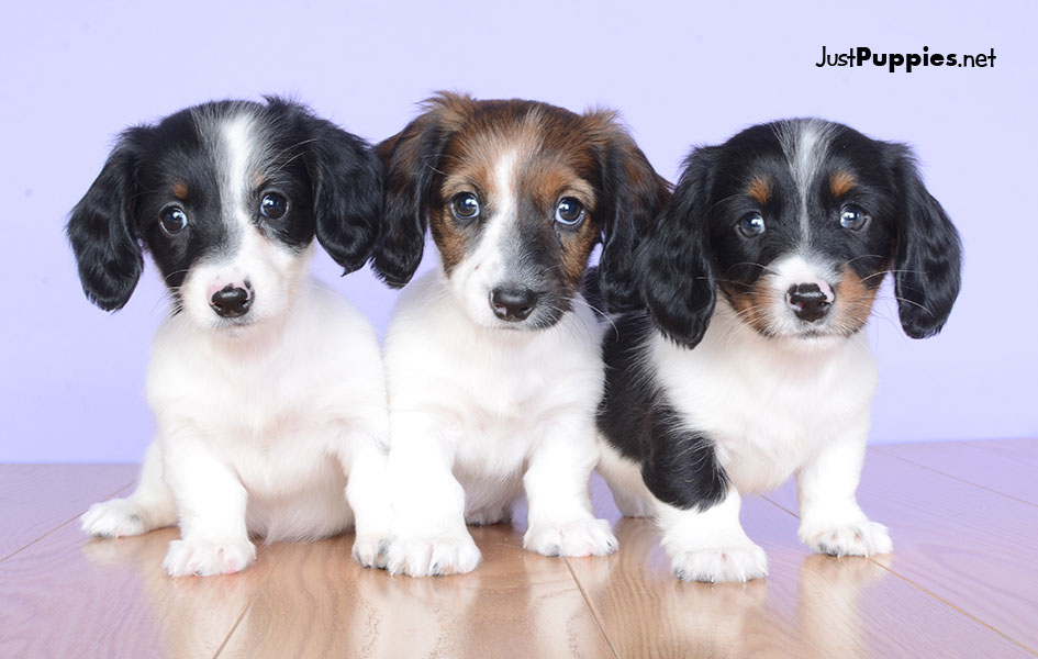 Puppies for Sale Orlando FL