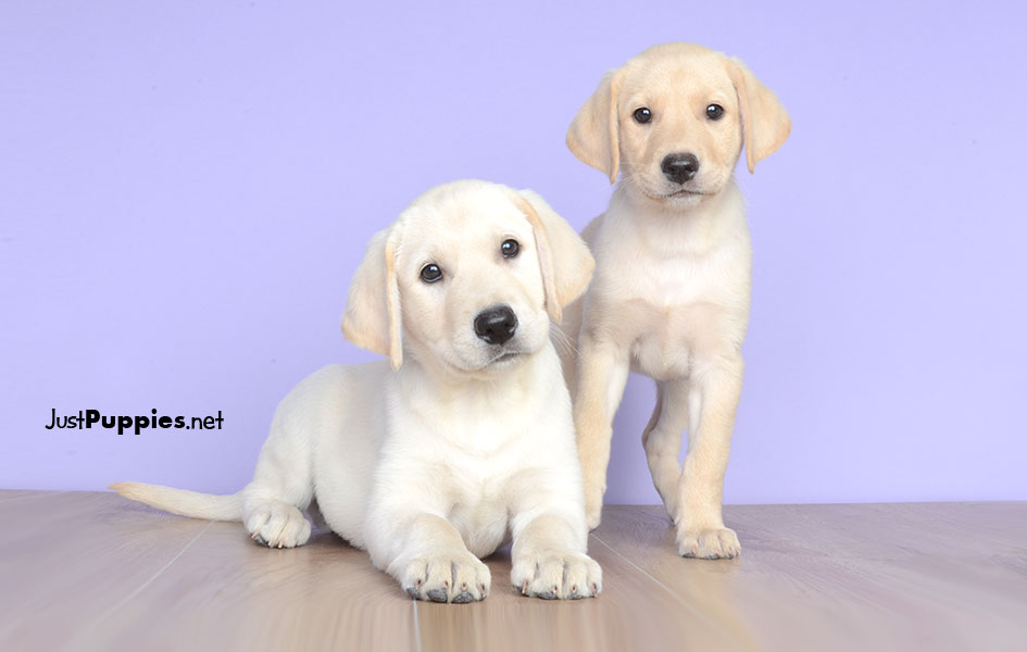 Puppies for Sale Orlando FL