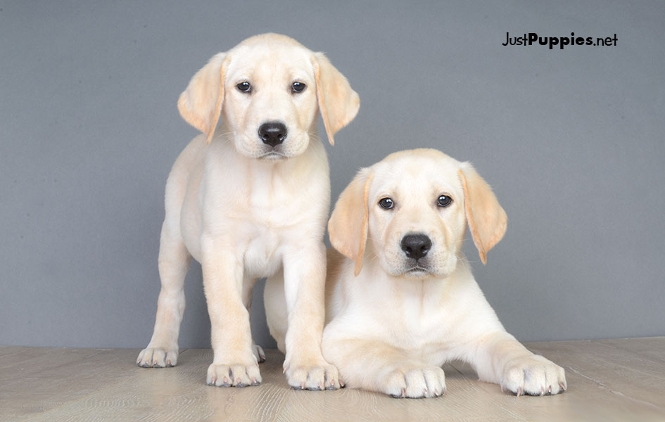 Puppies for Sale Orlando FL