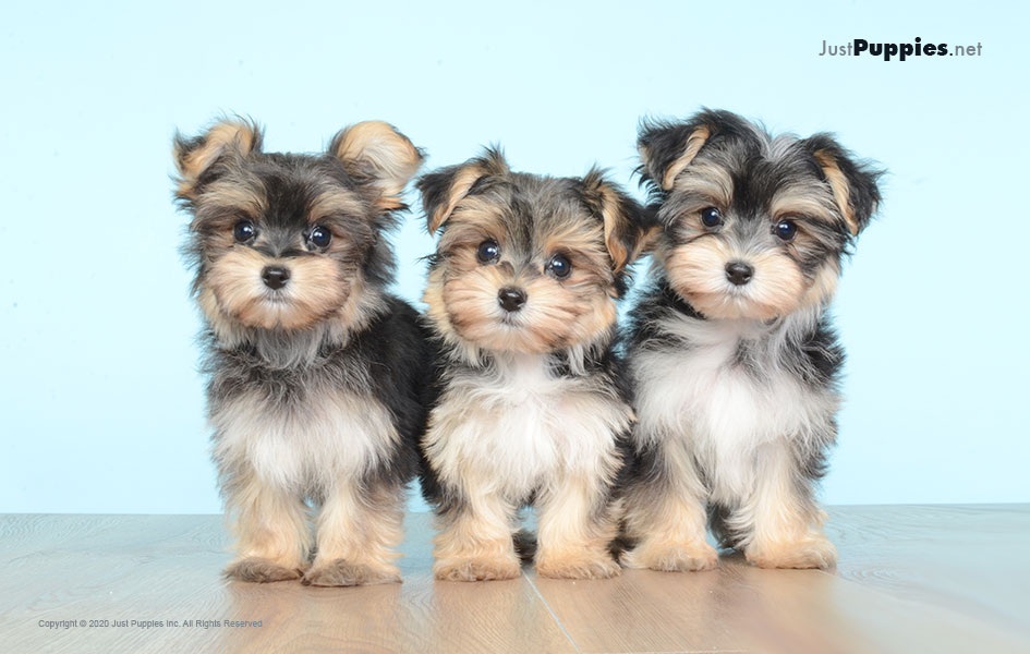 morkie puppies