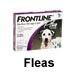 Fleas