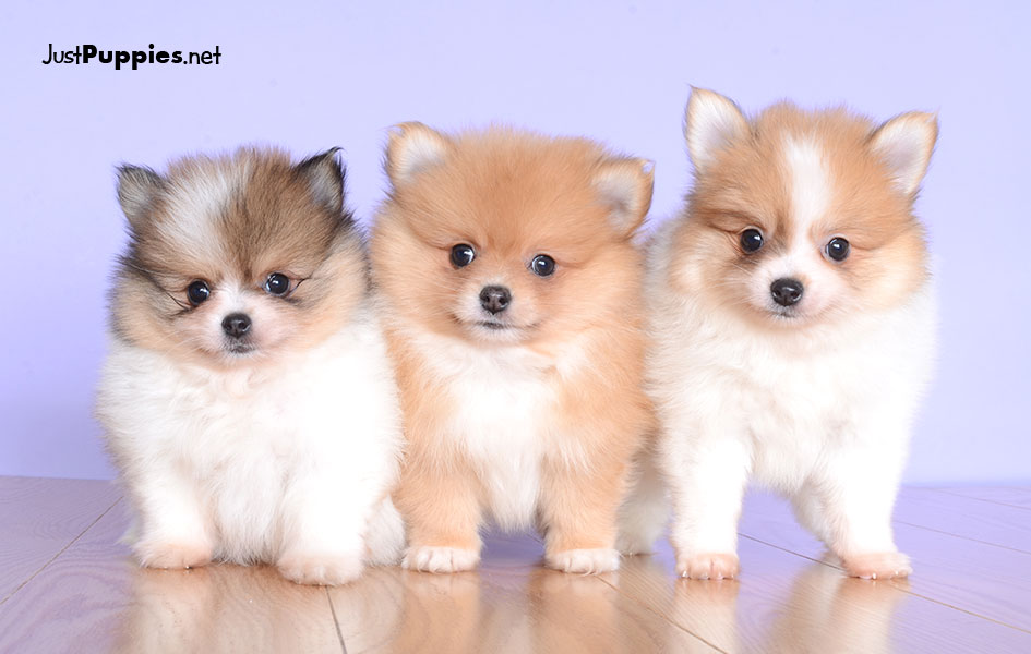 pomeranian puppies