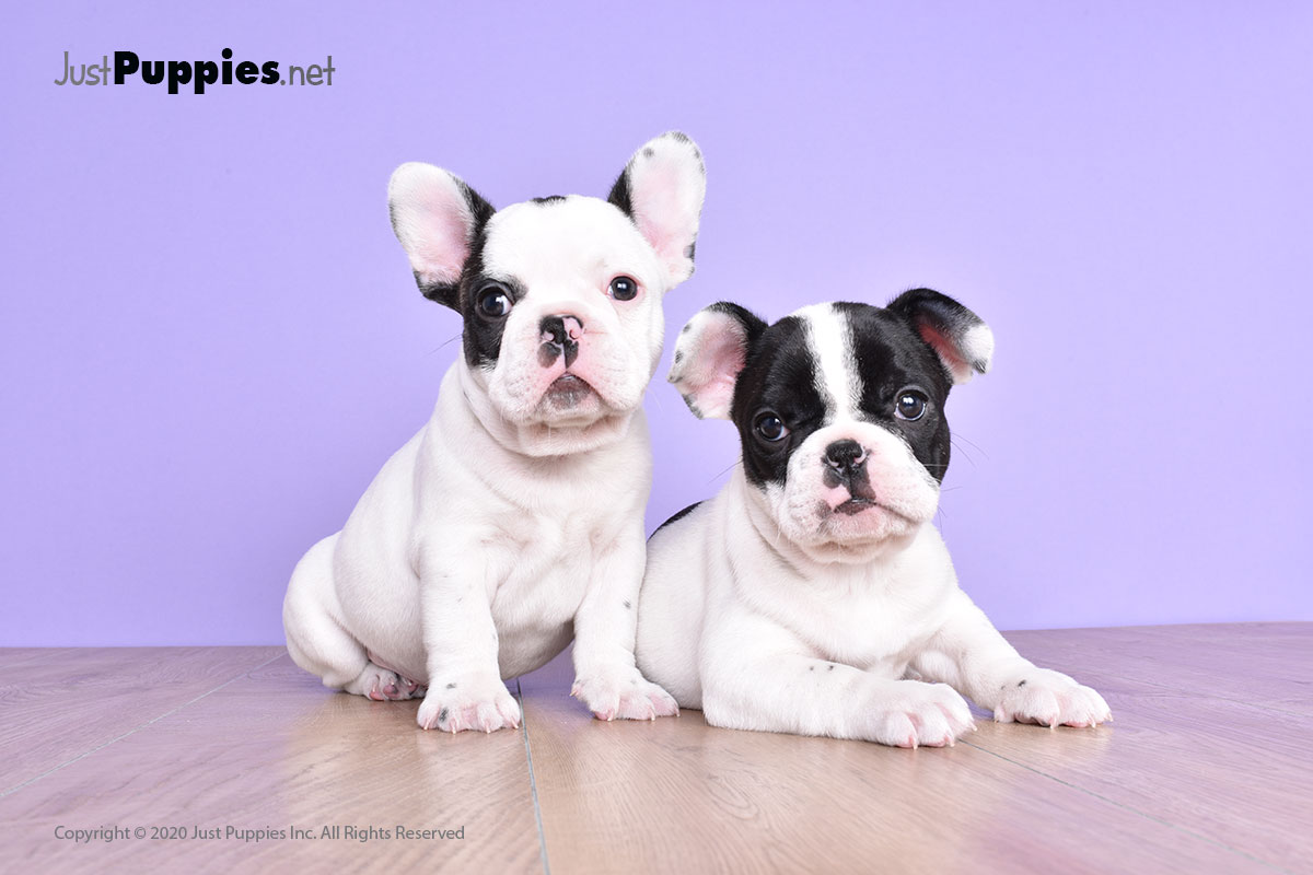 schnauzer puppies