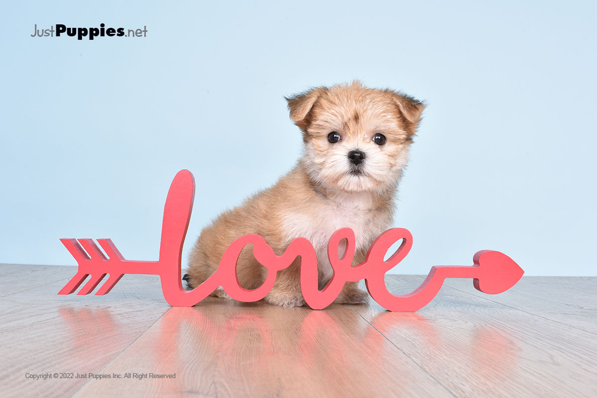 morkie puppies