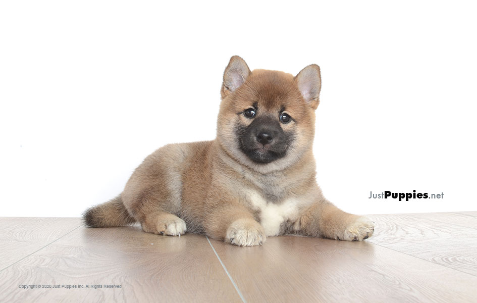 pomeranian puppies